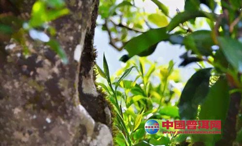 普洱茶古树芽多吗